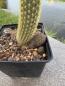 Preview: Cleistocactus winteri